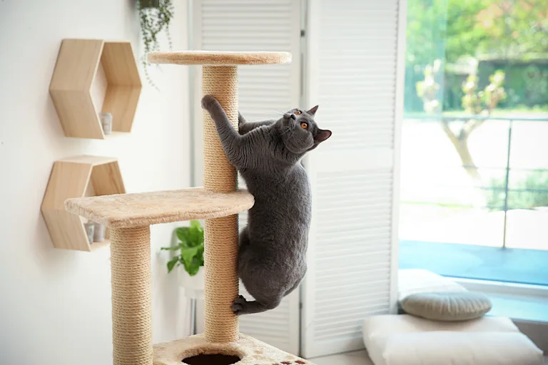 apprendre-chat-utiliser-arbre-a-chat