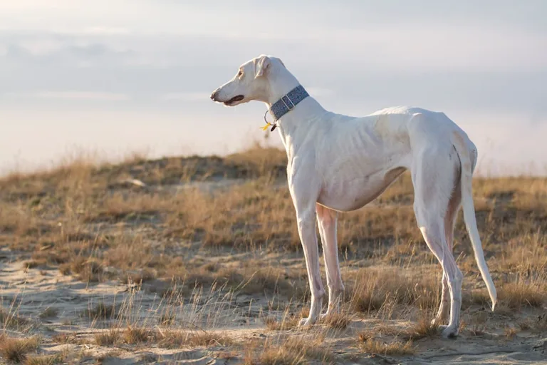 chien-levrier-polonais
