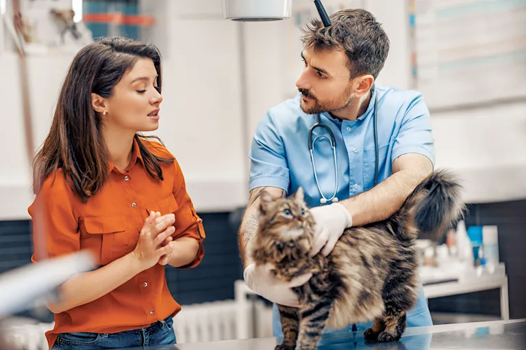 chat-boule-sous-la-peau