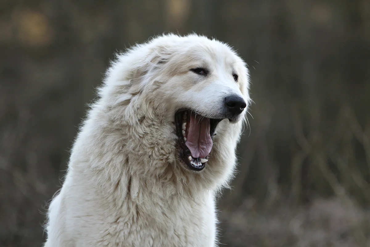 chien-baille