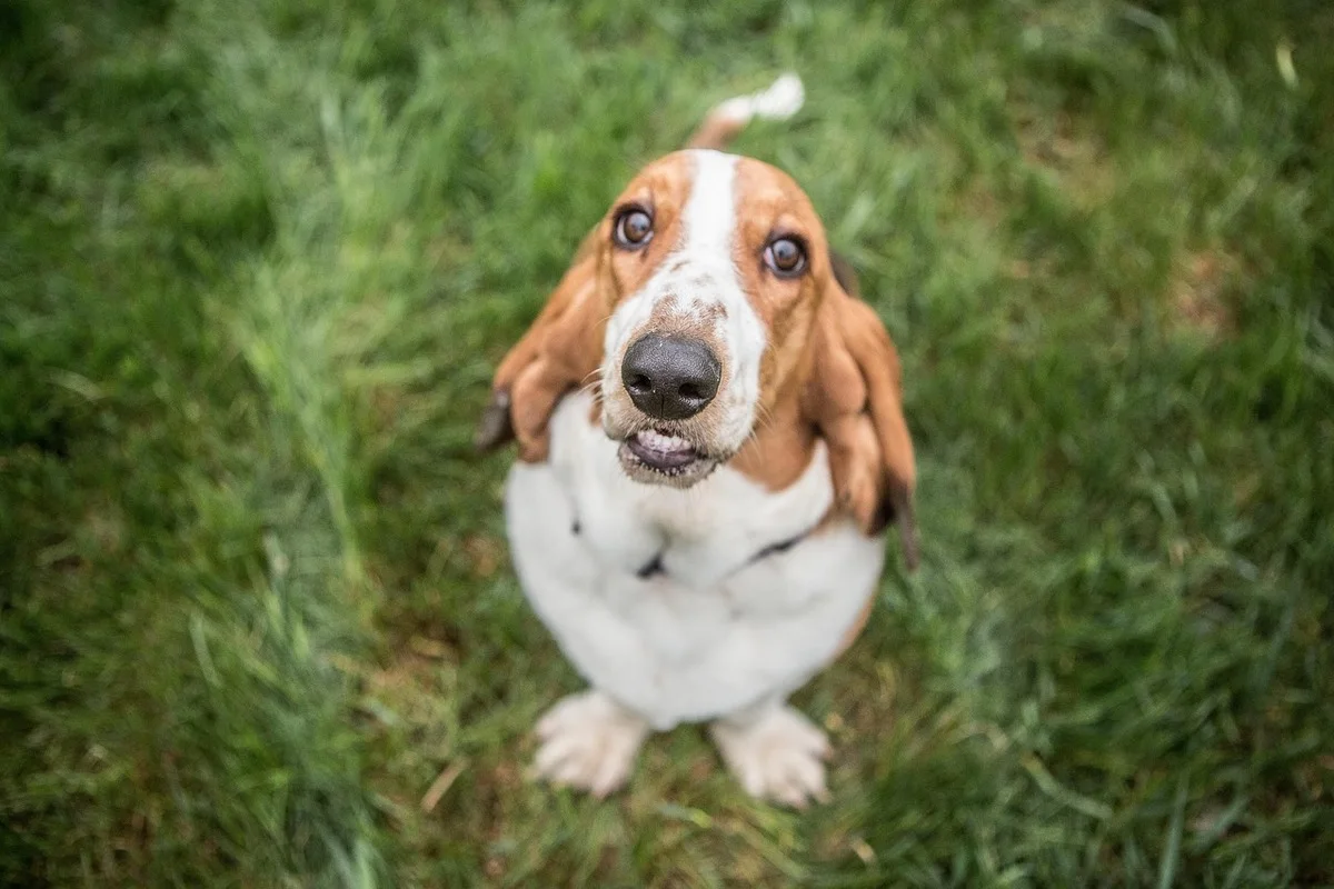 Chien d'Artois