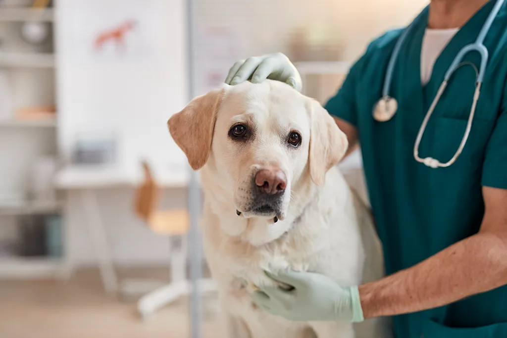 L'anurie chez le chien : causes, symptômes et traitement | Figo