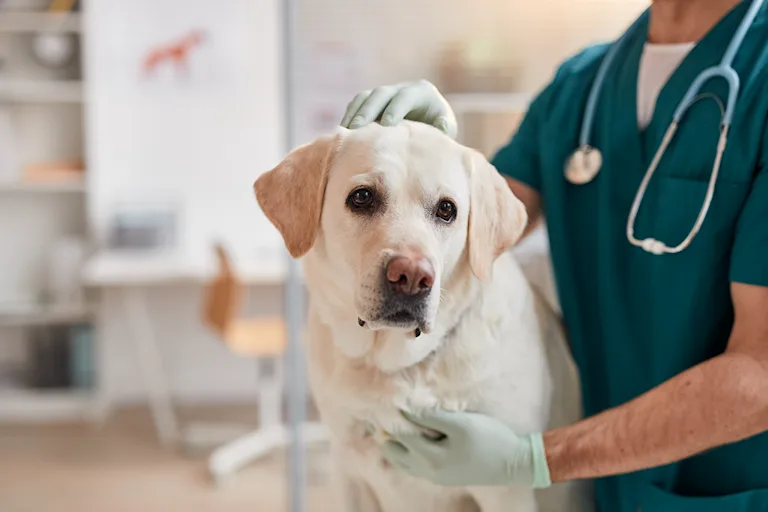 lanurie-chez-le-chien-causes-symptomes-et-traitement