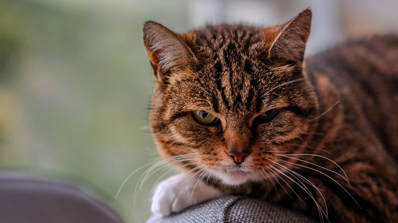 signes-de-vieillissement-chat