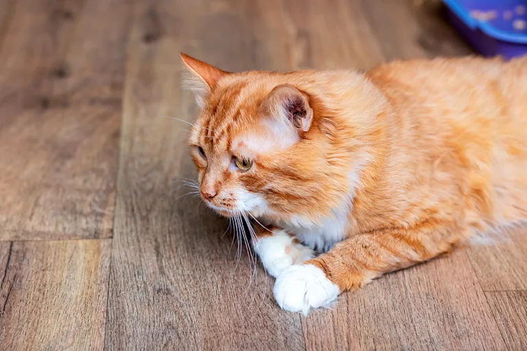 chat-qui-bave