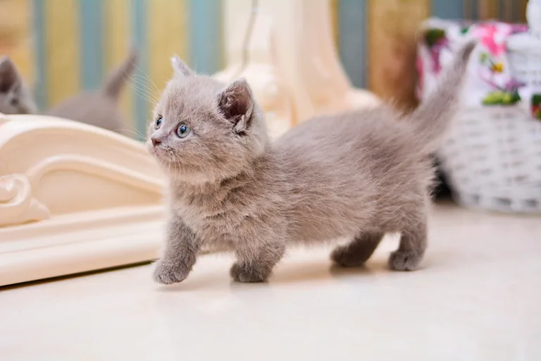 munchkin-une-personnalite-feline-hors-du-commun