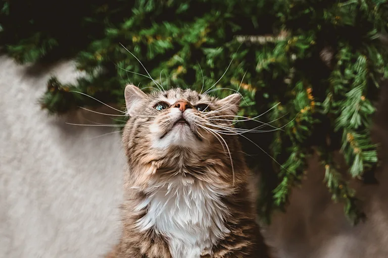 proteger-sapin-de-noel-du-chat