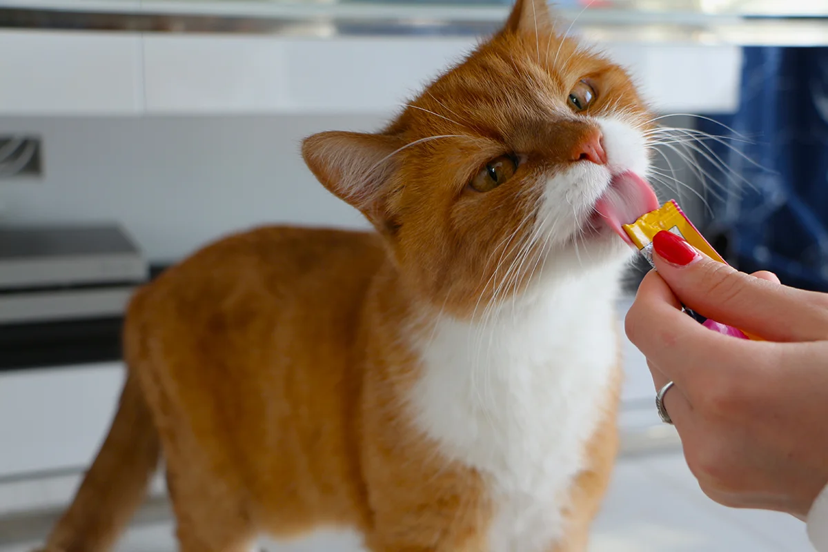 hydrater-chat-par-la-nourriture