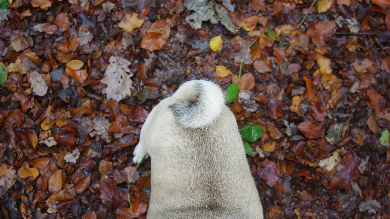chien-gaz