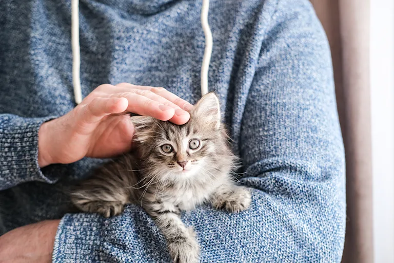 pourquoi-assurer-son-chat