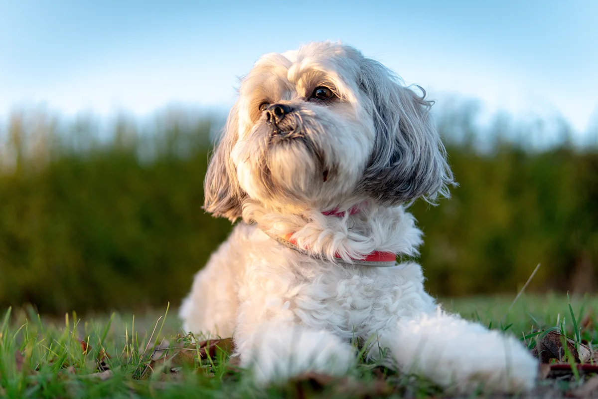 le-shih-tzu-le-chien-feel-good