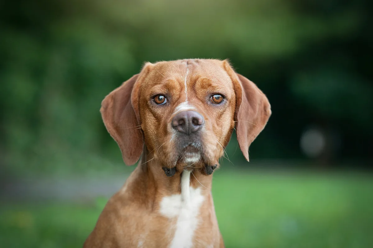 Chien d'arrêt Portugais
