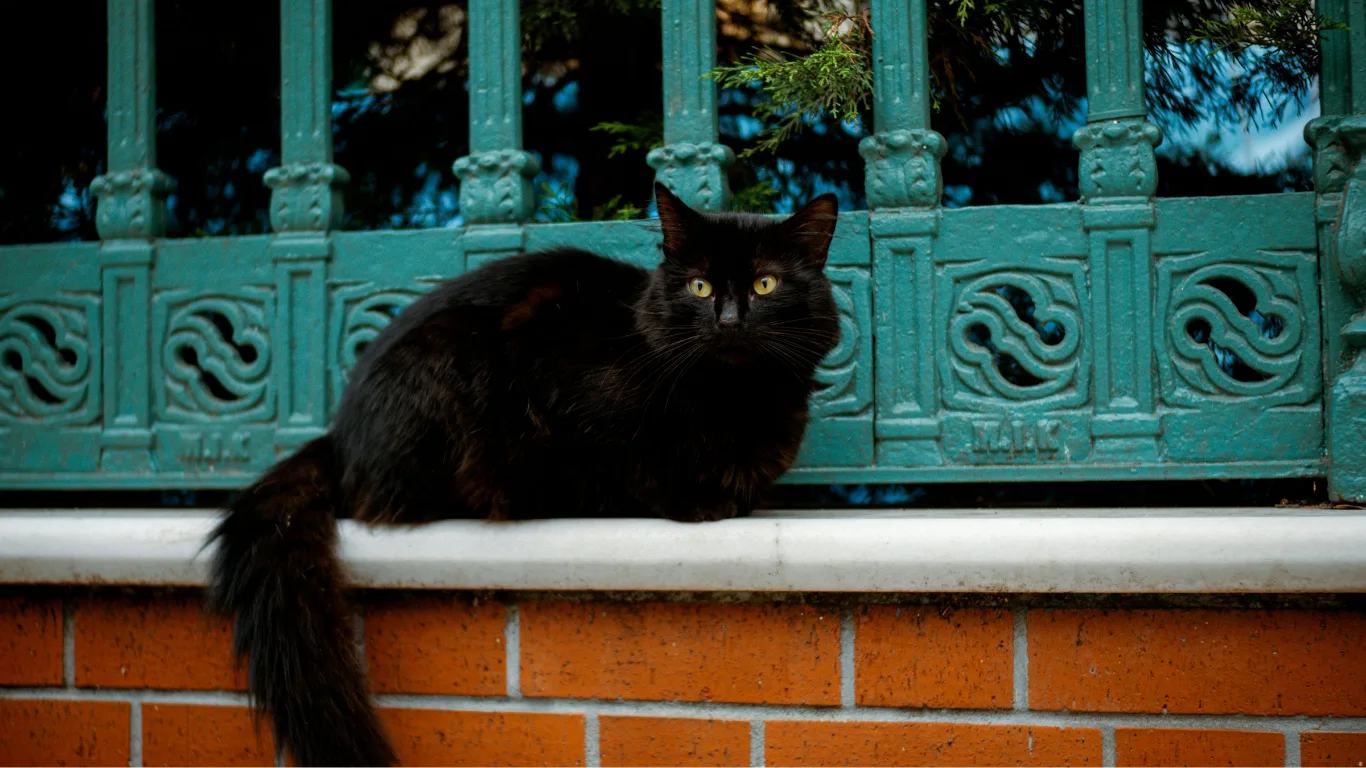 journee-internationale-du-chat-noir
