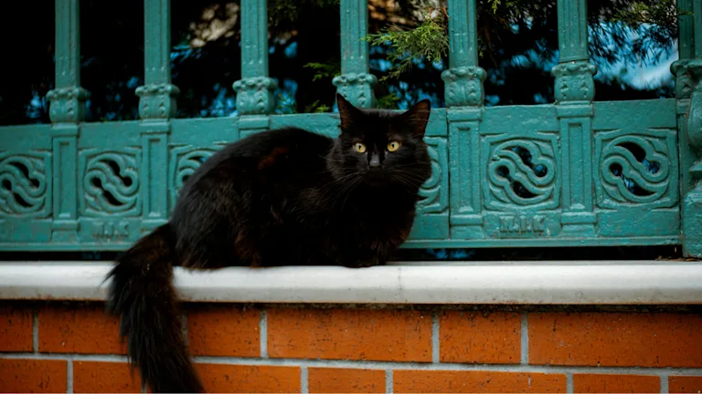 journee-internationale-du-chat-noir