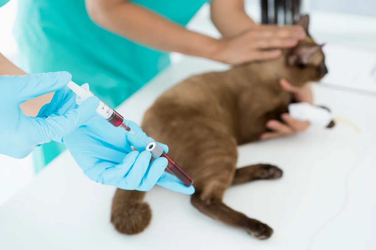 analyse-de-sang-chat