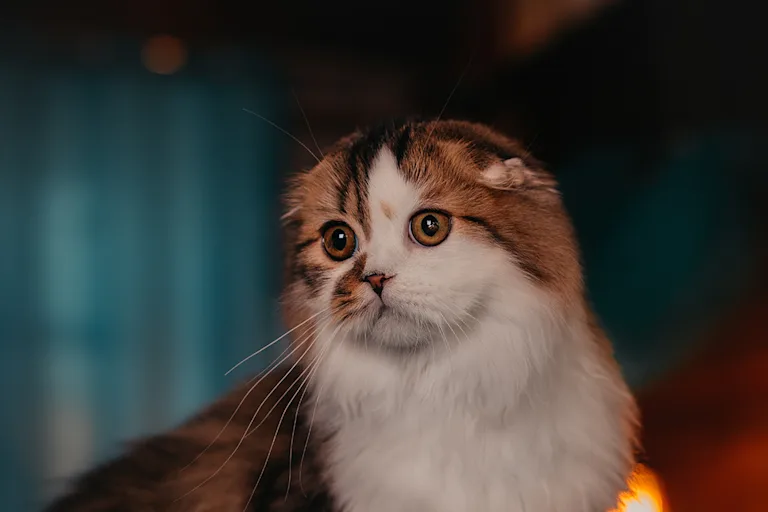 le-highland-fold-le-charmeur-aux-oreilles-tombantes