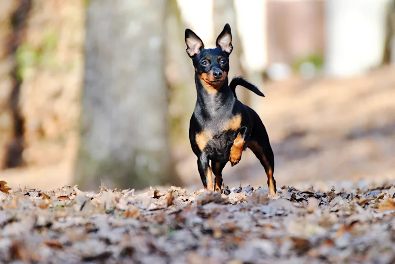 le-pinscher-nain-energie-xxl-chez-un-chien-xs