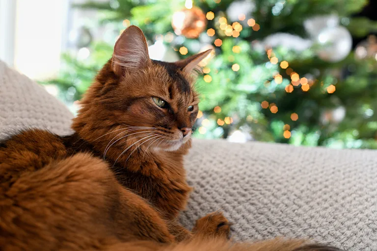 le-somali-le-roux-qui-ne-tient-pas-en-place