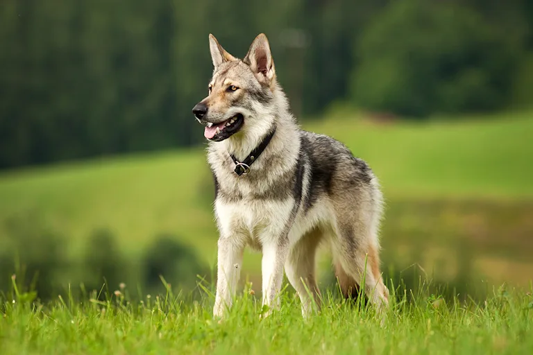 le-chien-loup-tchecoslovaque-un-chien-loyal