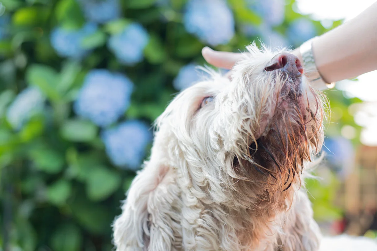 Grand Griffon Vendéen