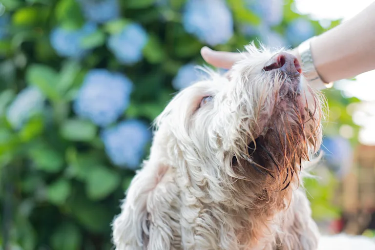 Grand Griffon Vendéen