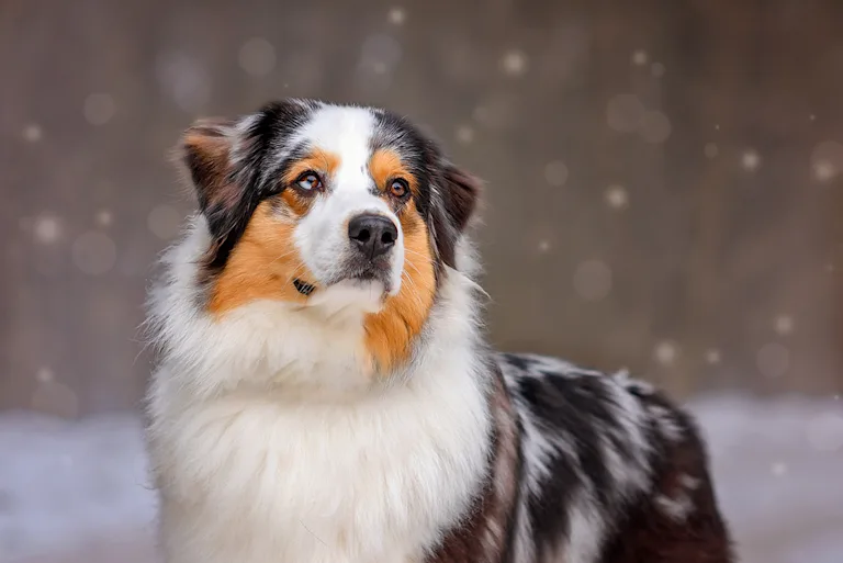 assurance-chien-de-berger