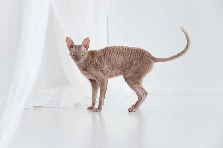 le-cornish-rex-le-frise-qui-ne-tient-pas-en-place
