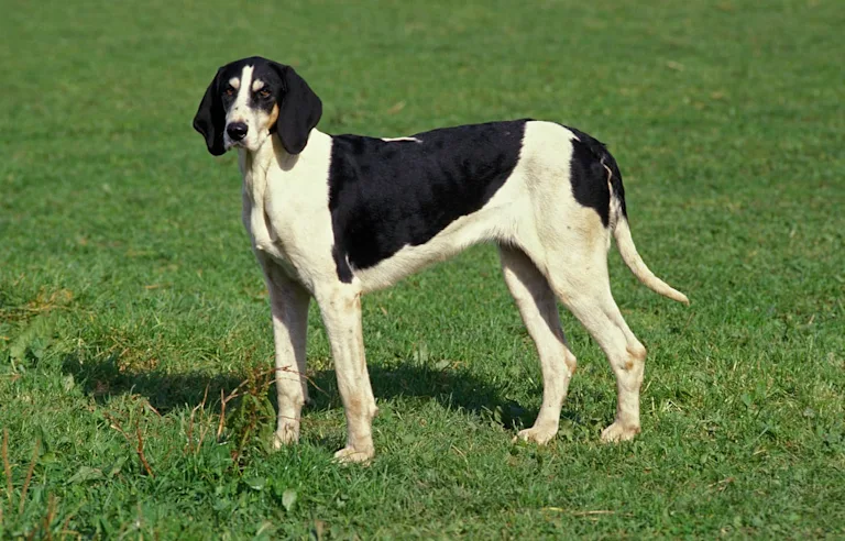 chien-grand-anglo-saxon-blanc-noir