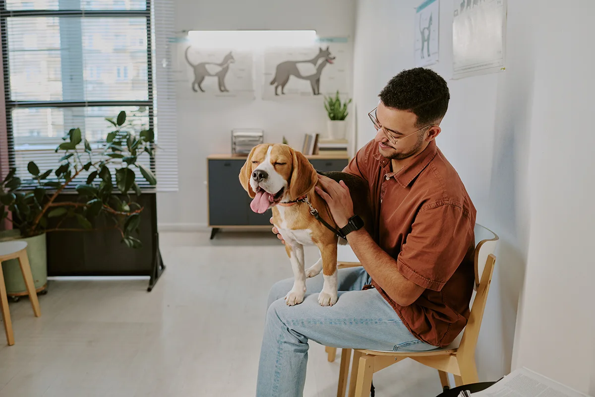 lintoxication-chez-le-chien-causes-symptomes-et-traitement