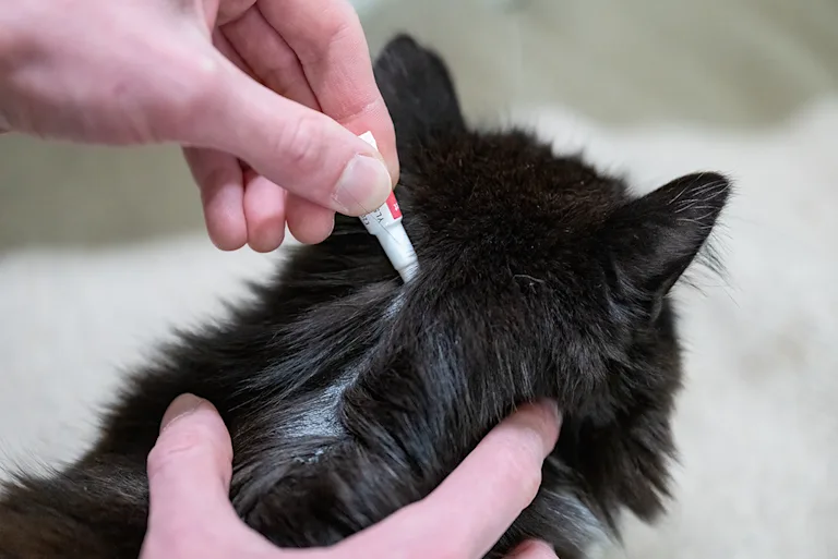 appliquer-pipette-antiparasitaire-externe-chat