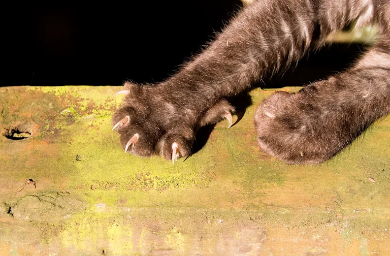 la-maladie-des-griffes-chez-le-chat-causes-symptomes-et-traitement