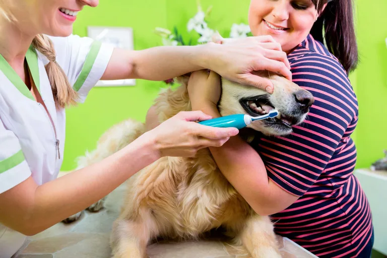 brosser-les-dents-chien