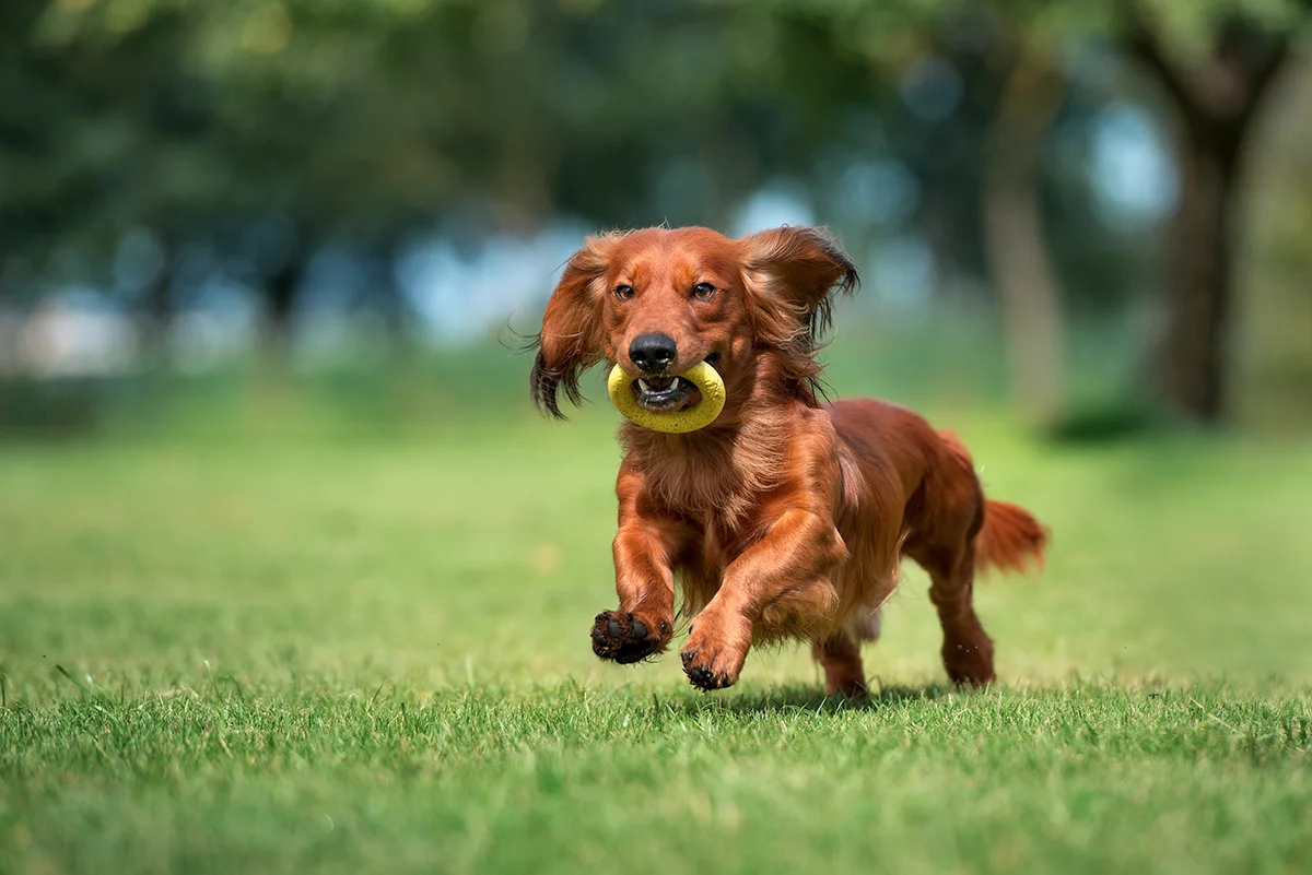 Le Teckel le chien le plus attachant