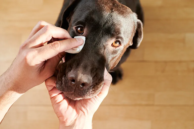 entropion-chien