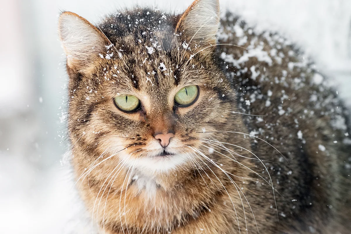 chat-dormir-dehors-hiver