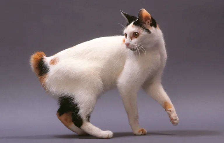 le-bobtail-japonais-le-chat-qui-sourit-a-la-vie
