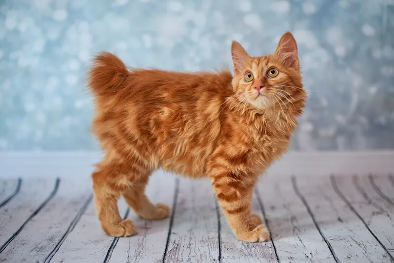 le-bobtail-americain-laventurier-attachant
