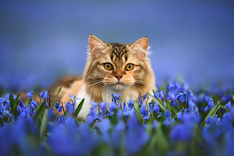 prendre-soin-de-son-chat-au-printemps