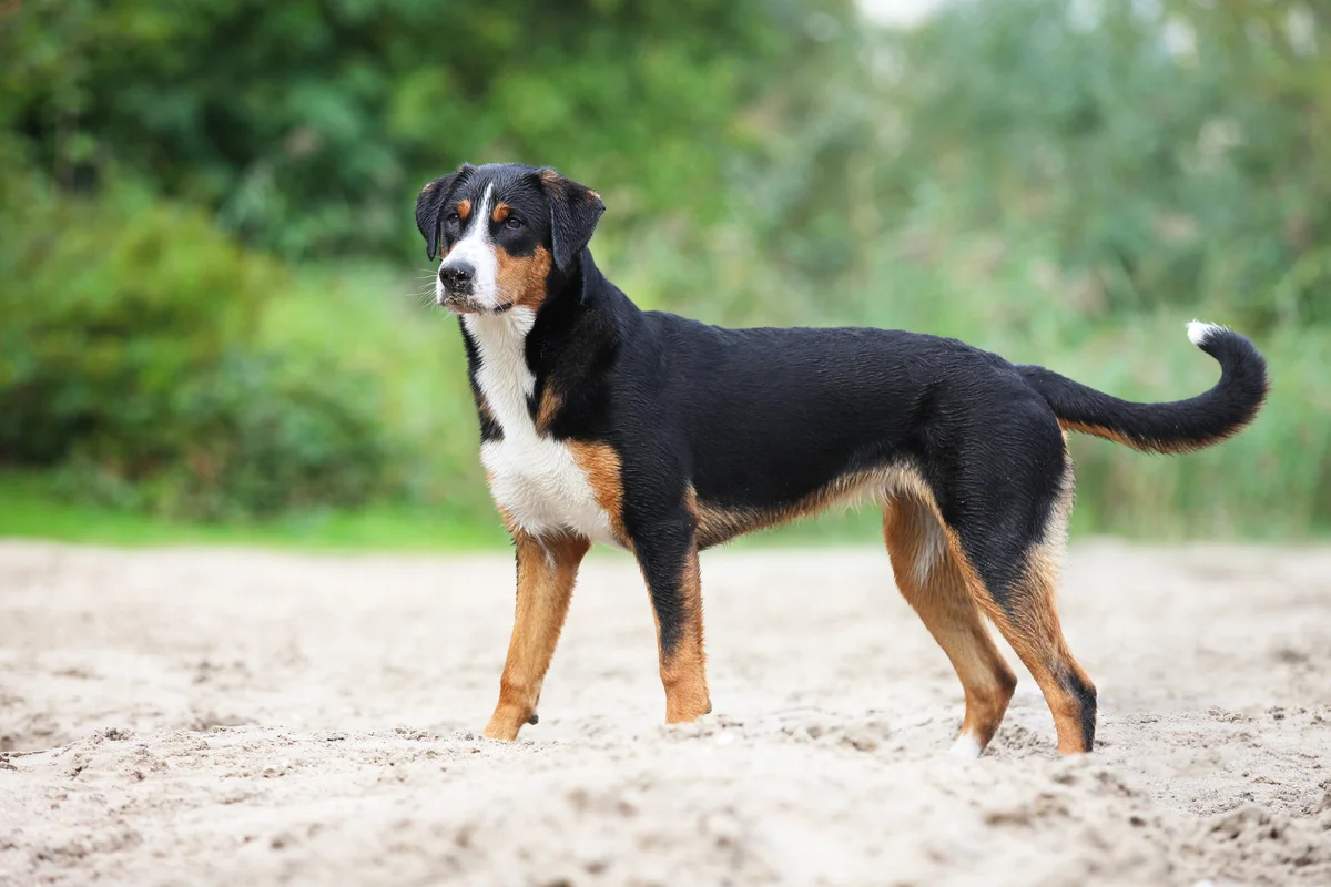 chien-bouvier-d-appenzell