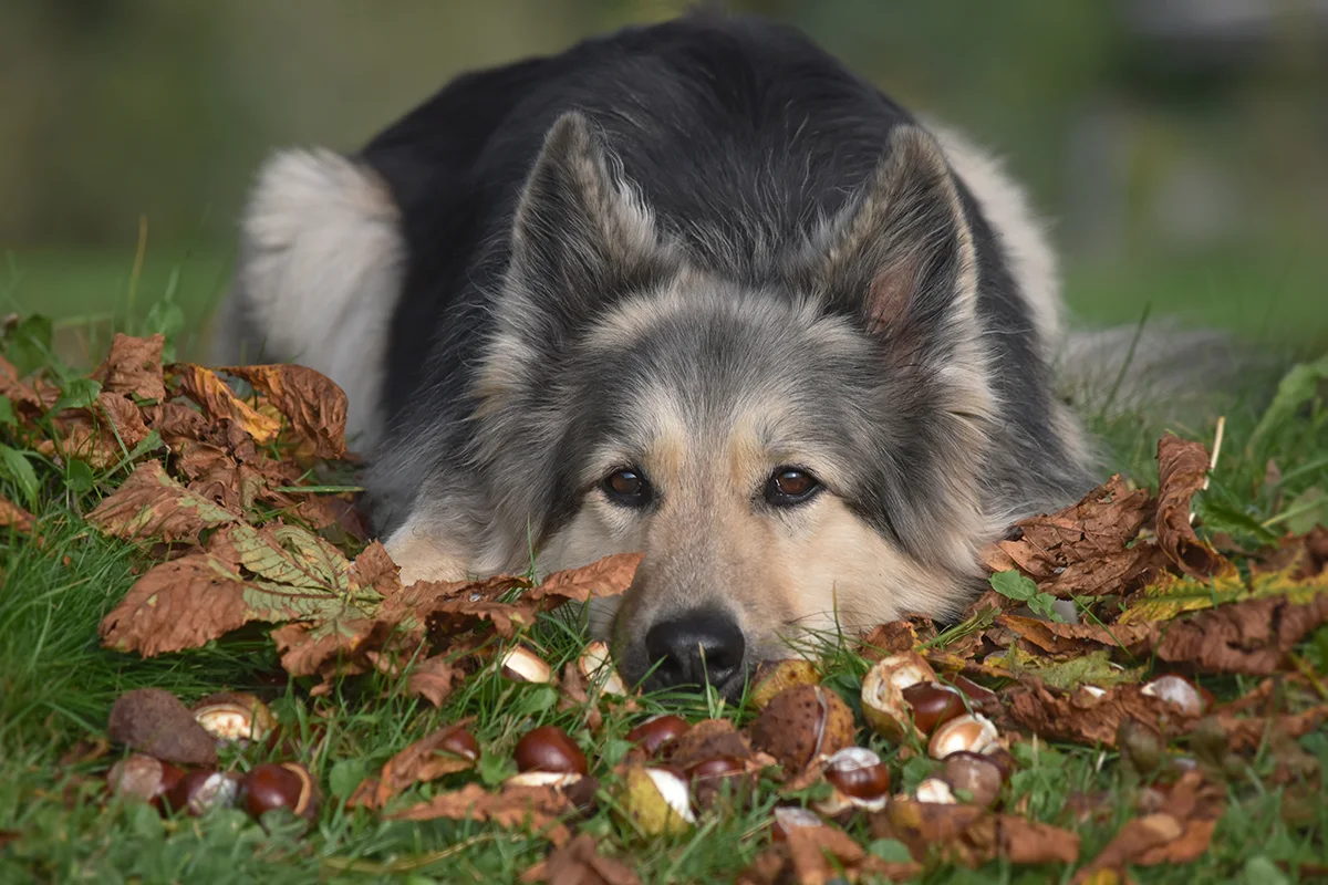chien-manger-chataigne-marron-dinde