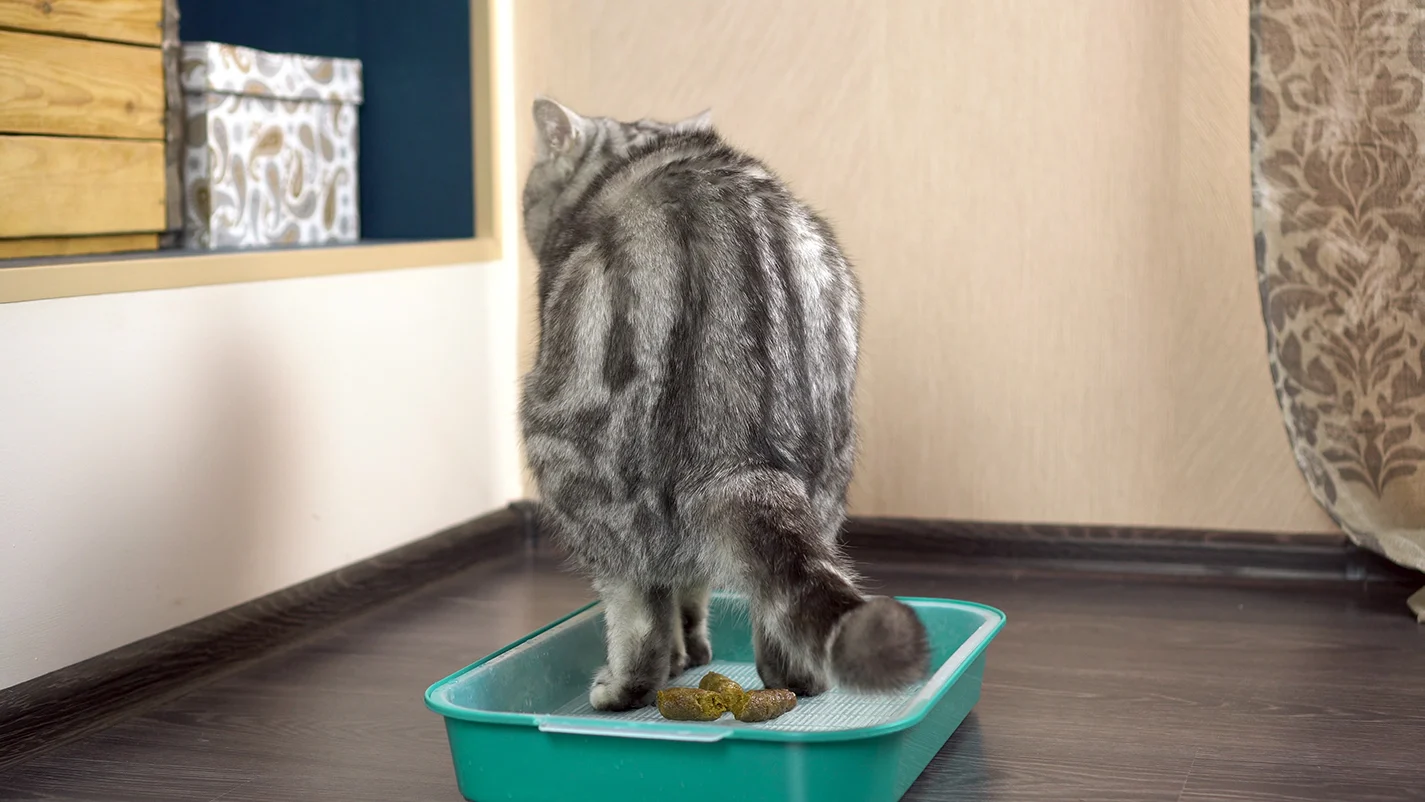 selles-de-chat