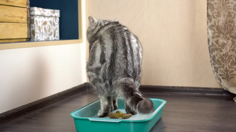 selles-de-chat