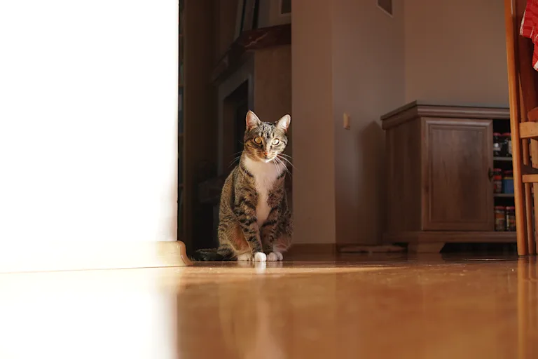 faire-garder-son-chat-vacances