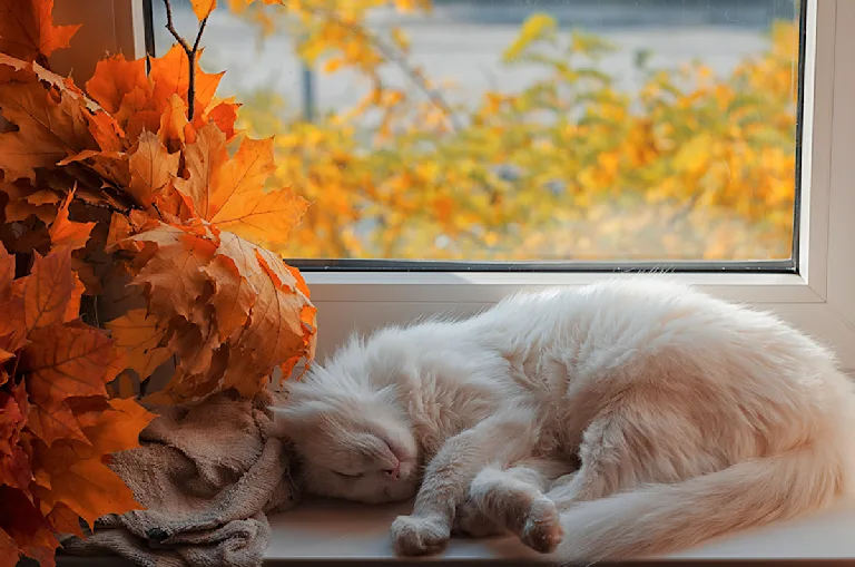 chat-en-automne