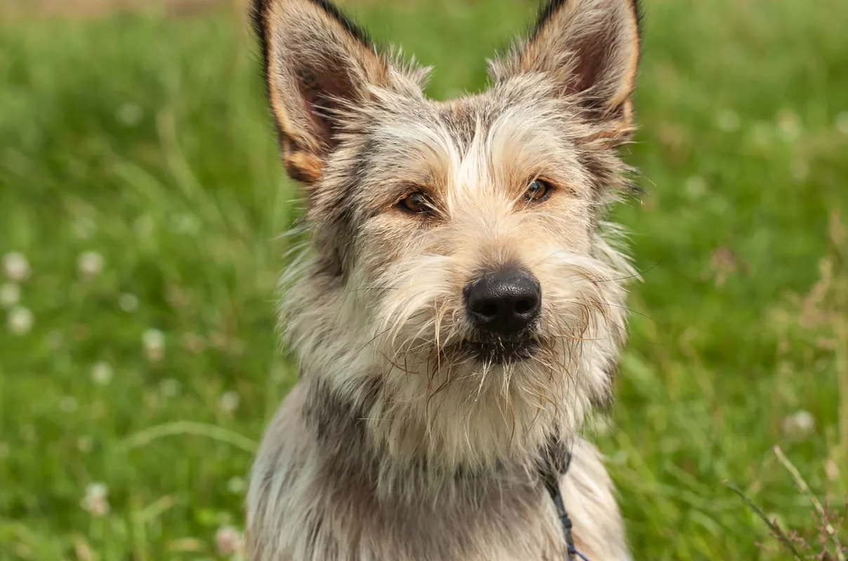 chien-bouvier-des-ardennes