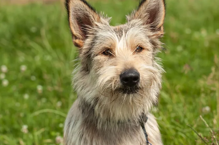 chien-bouvier-des-ardennes