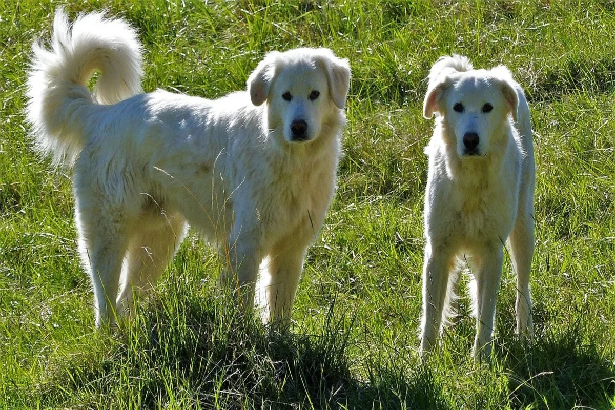 Chien de montagne des Pyrénées