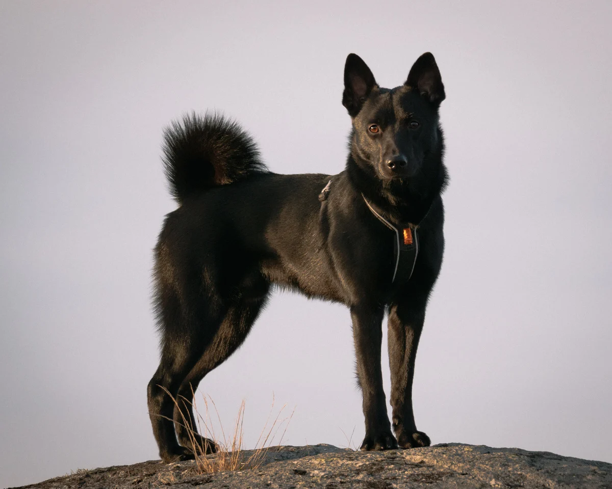 chien-d-elan-norvegien-noir