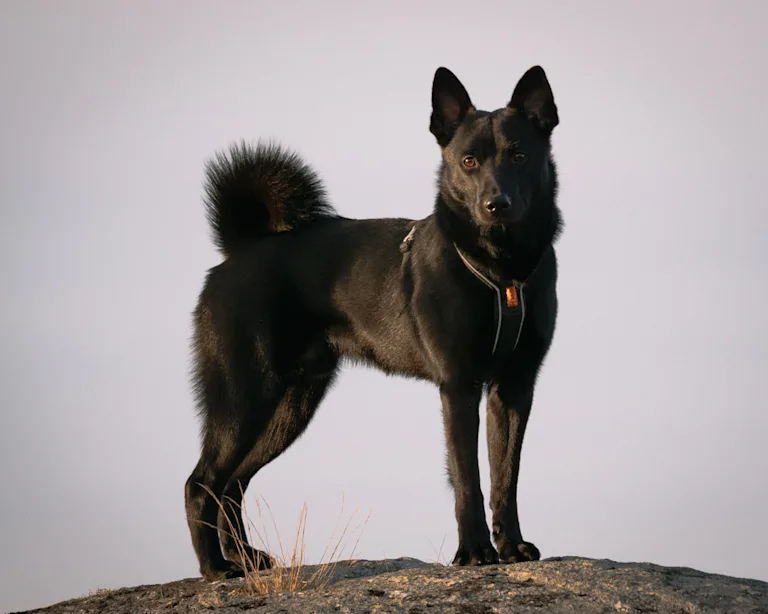 chien-d-elan-norvegien-noir