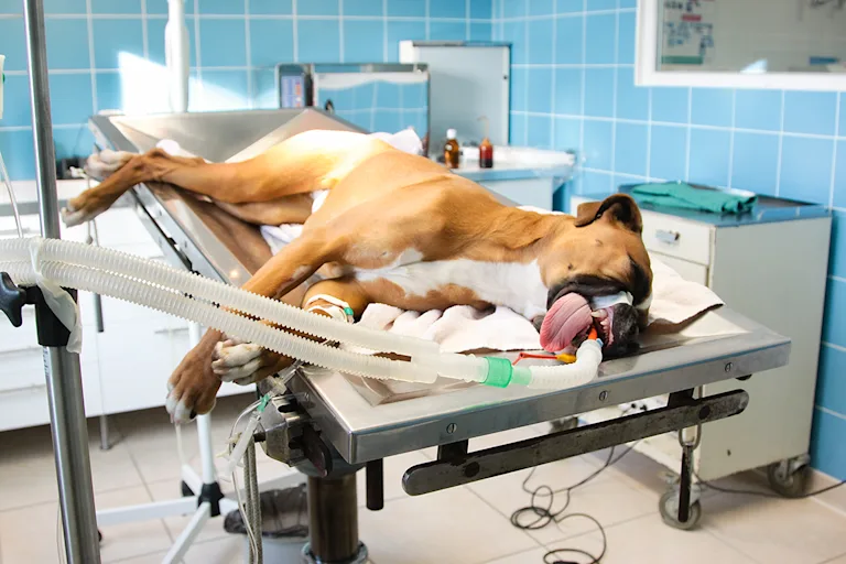 chien-a-jeun-anesthesie-operation